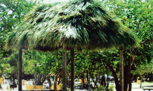 Click para agrandar foto